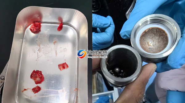 宋慈多樣品組織研磨儀顯神威|大鼠頭骨RNA提取輕松搞定！